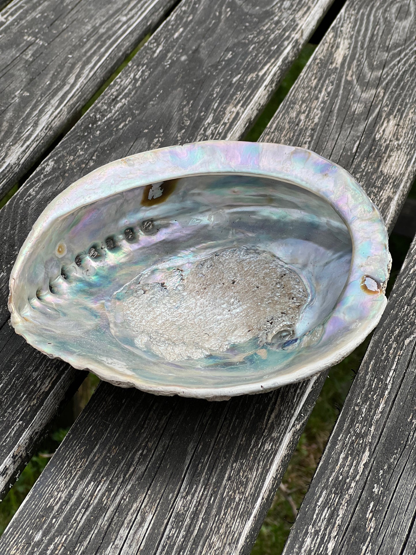 Abalone/Pauasnäcka ca 16-18 cm