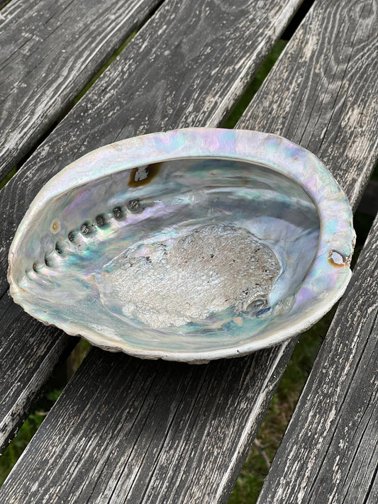 Abalone/Pauasnäcka ca 16-18 cm