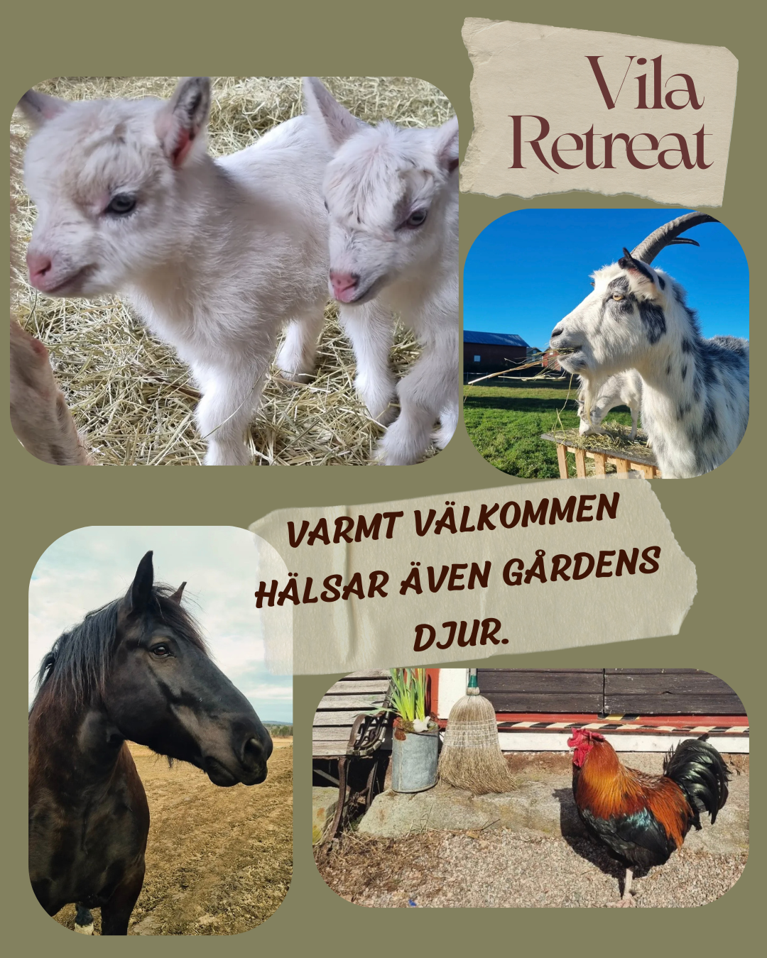 VILA Retreat 🌞 15-16 augusti 2026